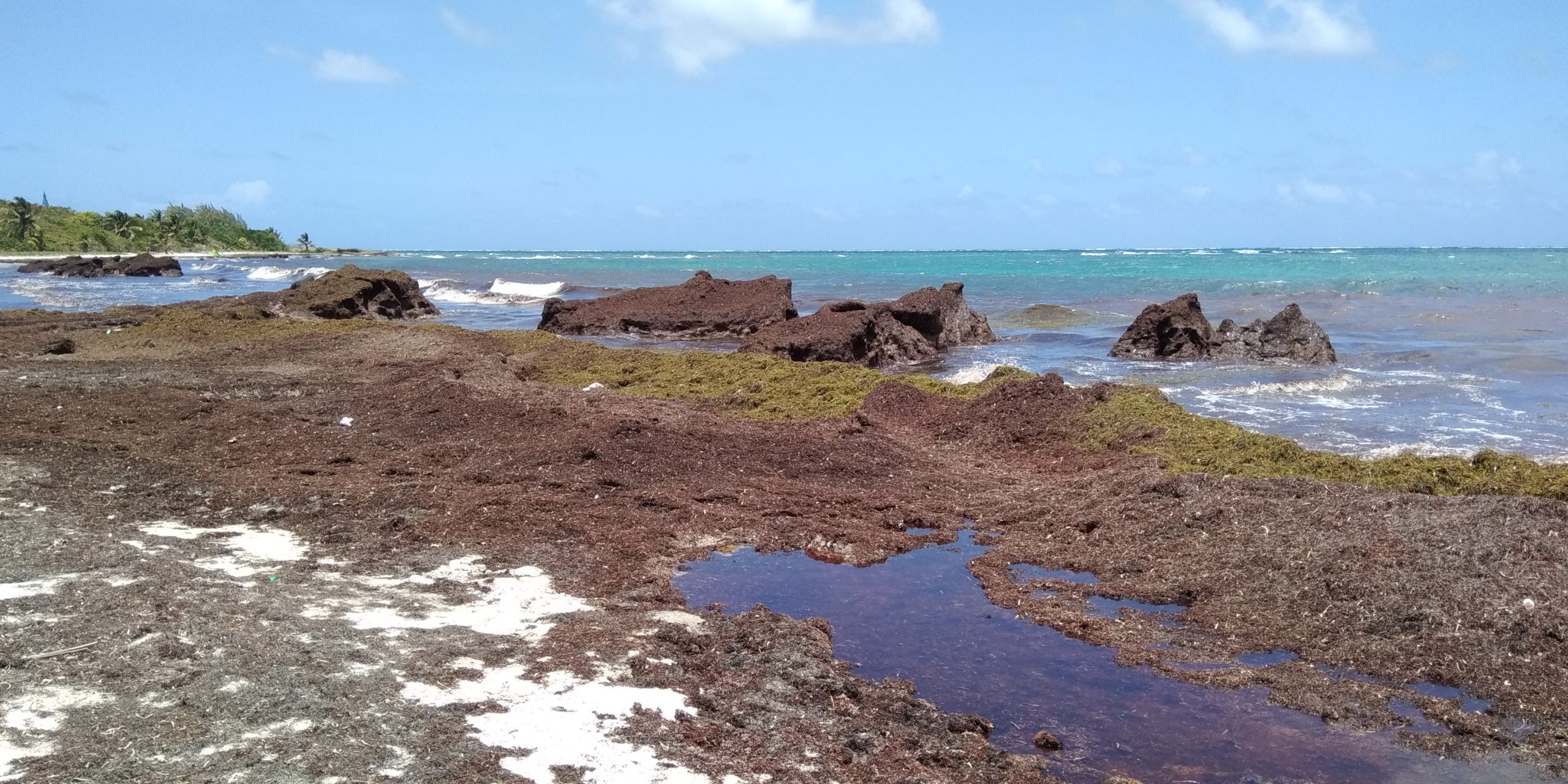 Prolifération des algues Sargasses : l’État laisse nos compatriotes antillais livrés à eux-mêmes