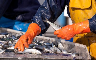 Plan « West Med » : le Rassemblement National est aux côtés des pêcheurs d’Occitanie