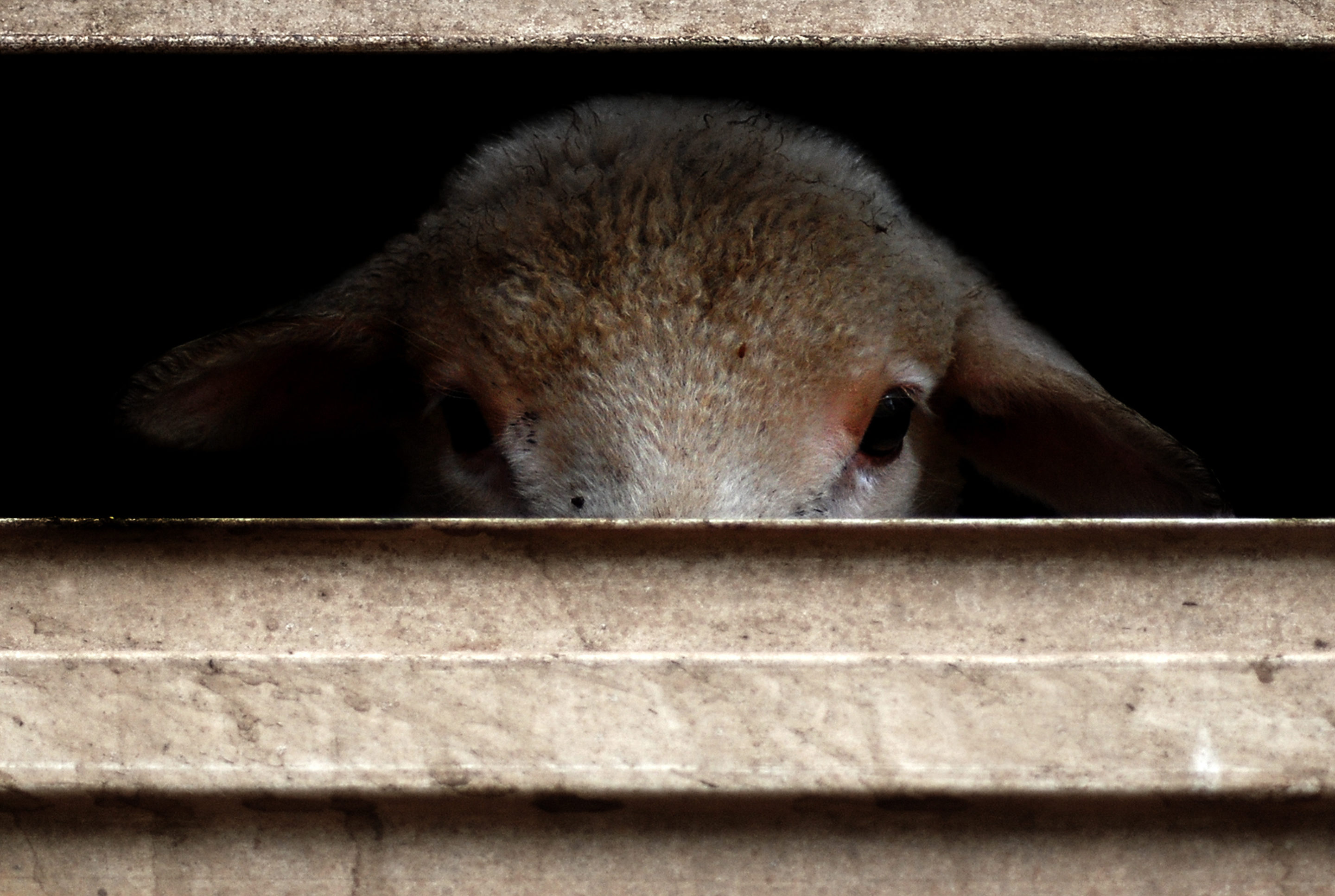 Le futur label européen sur le bien-être animal doit couvrir l’élevage, le transport et l’abattage.