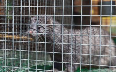 Clap de fin pour les élevages d’animaux à fourrure ?